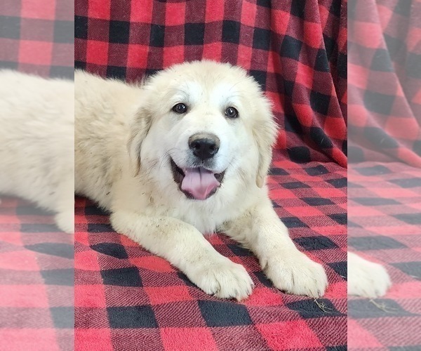 Medium Photo #6 Anatolian Shepherd Puppy For Sale in CUMBY, TX, USA