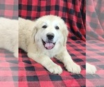 Small #5 Anatolian Shepherd
