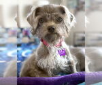 Small #2 Shih Tzu Mix