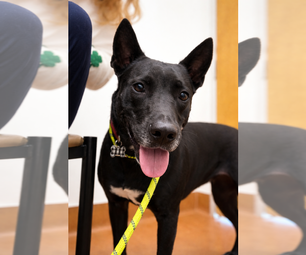 Medium Photo #3 Holland Shepherd-Unknown Mix Puppy For Sale in Rockaway, NJ, USA