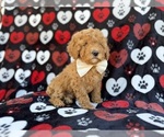 Small #7 Cavapoo (Miniature)