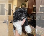 Small Photo #5 Shih Tzu Puppy For Sale in LUTZ, FL, USA