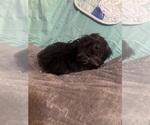 Small Photo #14 Lhasa Apso Puppy For Sale in BROOKLET, GA, USA
