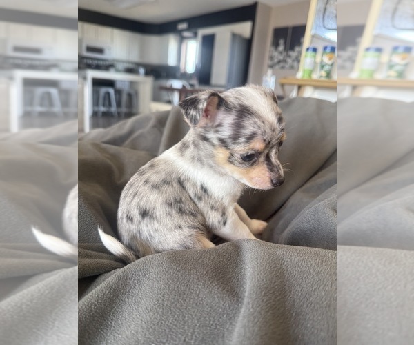 Medium Photo #16 Chihuahua Puppy For Sale in MARCUS, IA, USA