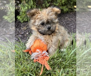 Shiranian Puppy for sale in MIDDLEBURY, IN, USA