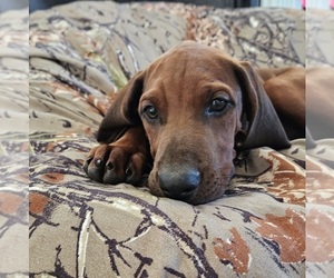 Medium Redbone Coonhound