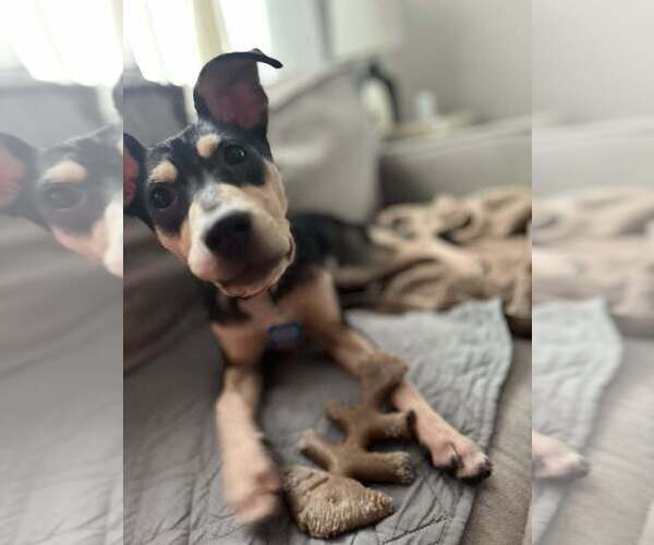 Medium Photo #3 Mutt Puppy For Sale in Springdale, PA, USA