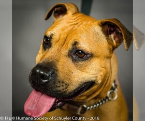 Mutt Dogs for adoption in Montour Falls, NY, USA