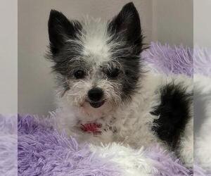 Chihuahua-Unknown Mix Dogs for adoption in San Diego, CA, USA