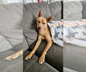 Chihuahua-Unknown Mix Dogs for adoption in Virginia Beach, VA, USA