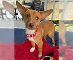 Small Photo #9 Chihuahua-Unknown Mix Puppy For Sale in Arlington, VA, USA