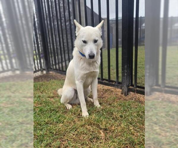 Medium Photo #1 Siberian Husky Puppy For Sale in Riverside, CA, USA