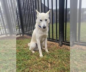 Siberian Husky Dogs for adoption in Riverside, CA, USA