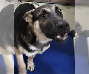 German Shepherd Dog Dogs for adoption in Bakersfield, CA, USA