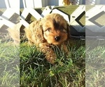 Small Photo #5 Cavapoo Puppy For Sale in FREDERICKSBURG, OH, USA