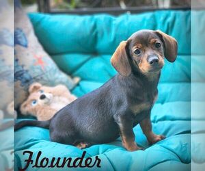 Chiweenie Dogs for adoption in Tustin, CA, USA