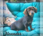 Small Chiweenie