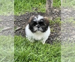 Small Photo #3 Shih Tzu Puppy For Sale in BEECH GROVE, IN, USA