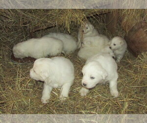 Great Pyrenees Puppy for sale in PLAINFIELD, WI, USA