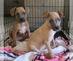 Small #7 Boston Terrier-Boxer Mix
