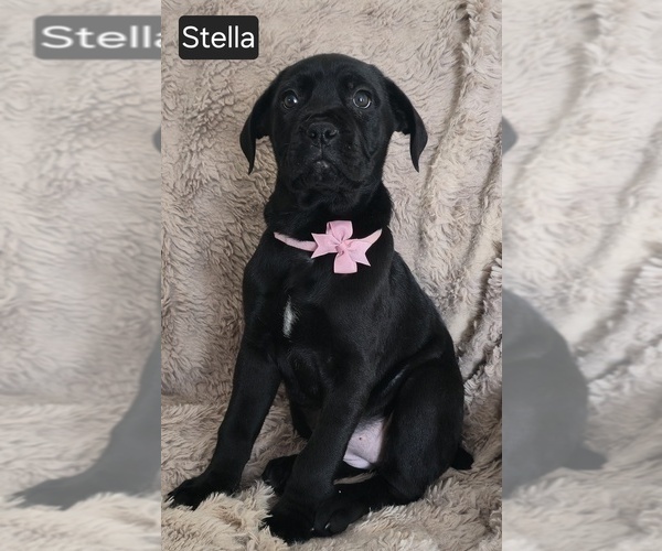 Medium Photo #8 Cane Corso Puppy For Sale in MINERAL WELLS, WV, USA