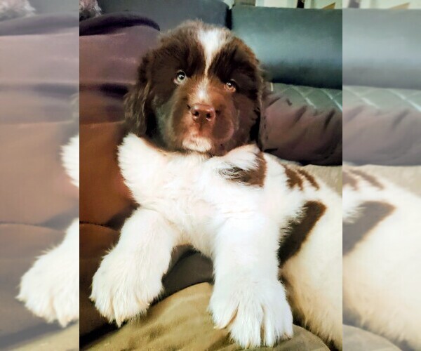Medium Photo #1 Newfoundland Puppy For Sale in CHICO, CA, USA