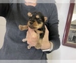 Small Photo #6 Yorkshire Terrier Puppy For Sale in FENTON, MI, USA