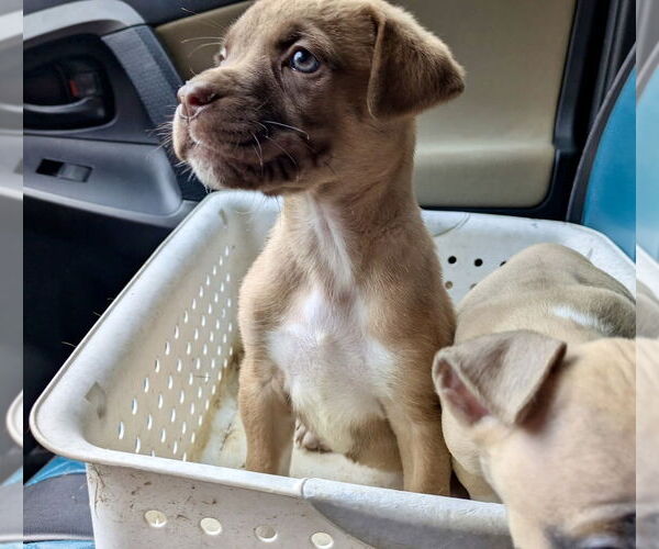 Medium Photo #2 Mutt Puppy For Sale in Mooresville, NC, USA