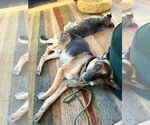 Small #7 German Shepherd Dog Mix