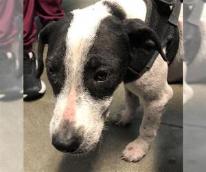 American Pit Bull Terrier-Unknown Mix Dogs for adoption in Houston, TX, USA