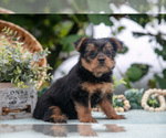 Small #3 Shorkie Tzu