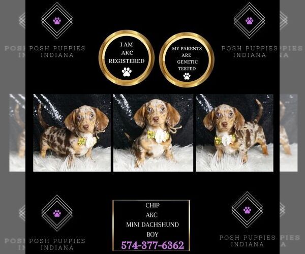 Medium Photo #1 Dachshund Puppy For Sale in WARSAW, IN, USA