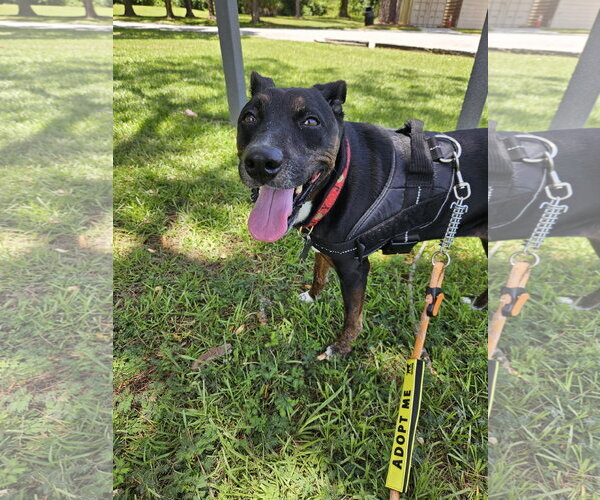 Medium Photo #1 Mutt Puppy For Sale in Sanford, FL, USA