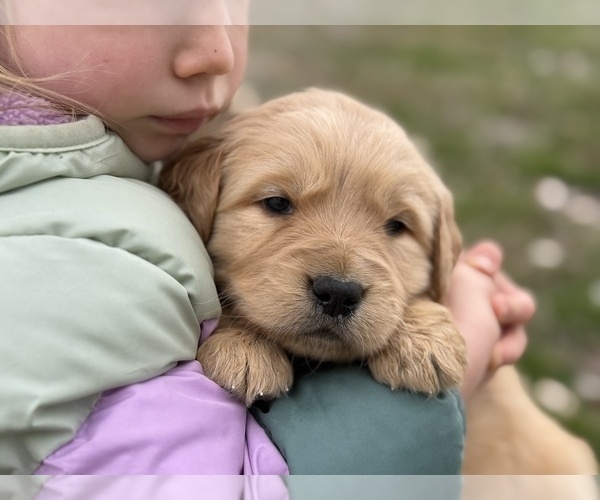 Medium Photo #2 Golden Retriever Puppy For Sale in DE BEQUE, CO, USA