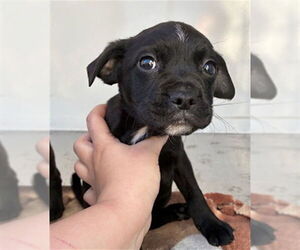 Labrador Retriever Dogs for adoption in Stockton, CA, USA