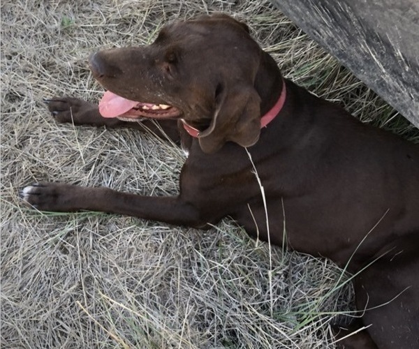 Medium Photo #1 Border Collie-German Shorthaired Pointer Mix Puppy For Sale in LIMON, CO, USA