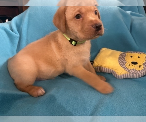 Medium Photo #6 Labrador Retriever Puppy For Sale in SPOTSYLVANIA, VA, USA