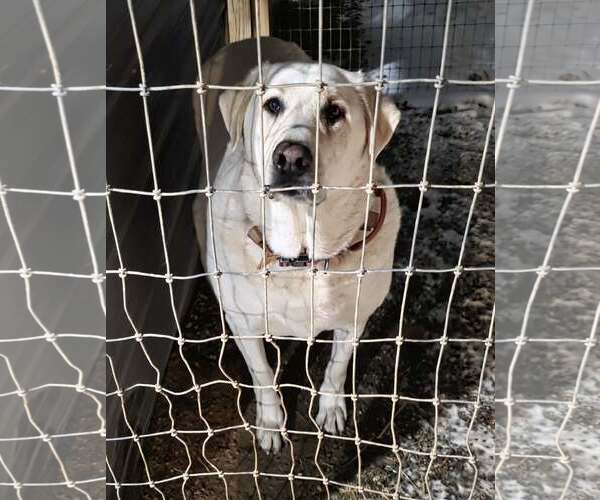 Medium Photo #5 - Mix Puppy For Sale in Woodsfield, OH, USA