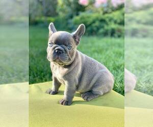 French Bulldog Puppy for sale in MARIETTA, GA, USA