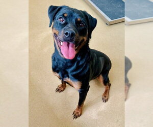 Rottweiler Dogs for adoption in Derwood, MD, USA