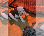 Small Photo #6 Alapaha Blue Blood Bulldog Puppy For Sale in DETROIT, MI, USA