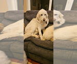 Small #4 Great Pyrenees
