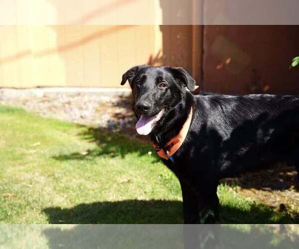 Medium Photo #4 Labrador Retriever-Unknown Mix Puppy For Sale in Bellingham, WA, USA