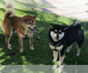 Father of the Shiba Inu puppies born on 06/16/2025