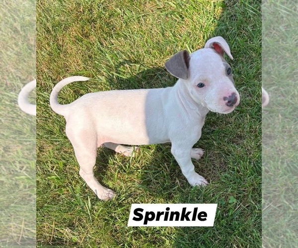 Medium Photo #1 American Pit Bull Terrier-Unknown Mix Puppy For Sale in Marine City, MI, USA