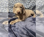 Small Photo #8 Weimaraner Puppy For Sale in CALDWELL, OH, USA