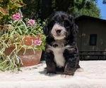 Small #7 Miniature Bernedoodle