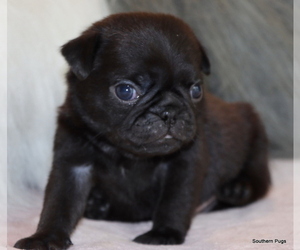 Pug Puppy for Sale in WINNSBORO, Texas USA