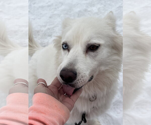 Medium Photo #2 Siberian Husky-Unknown Mix Puppy For Sale in Coldwater, MI, USA