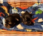 Small Photo #20 Yorkshire Terrier Puppy For Sale in BRIDGETON, NJ, USA